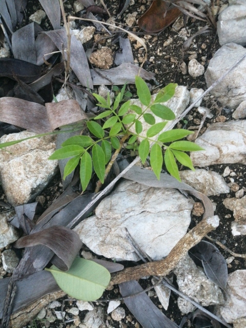 seedling