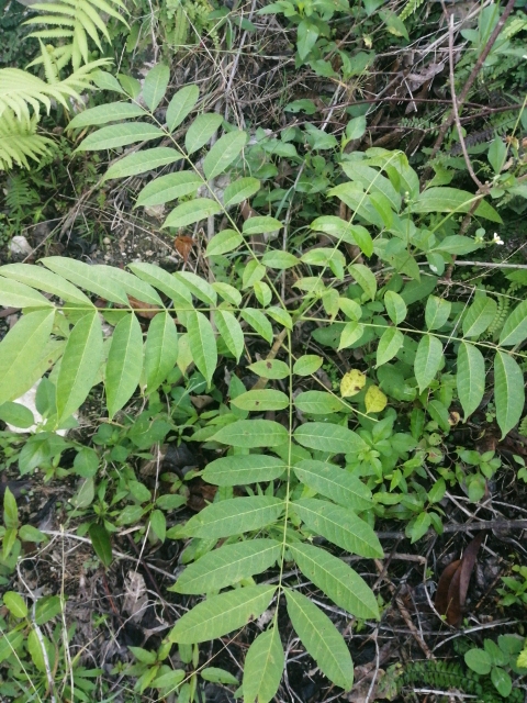 seedling