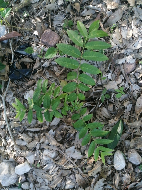 seedling