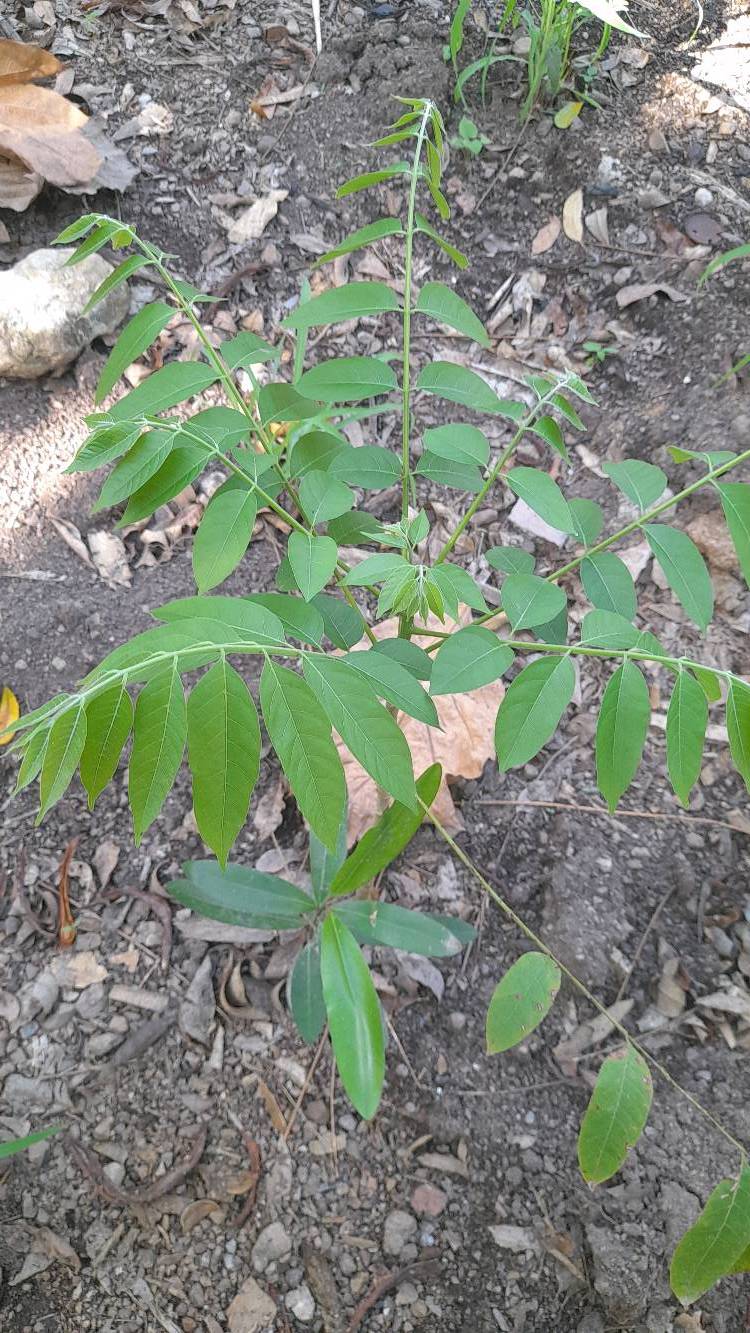 seedling