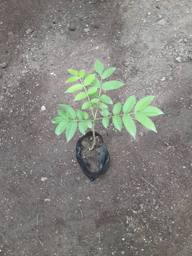 seedling