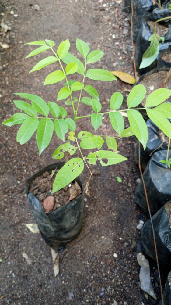 seedling