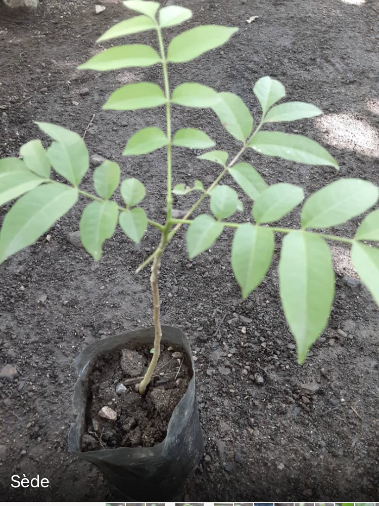 seedling
