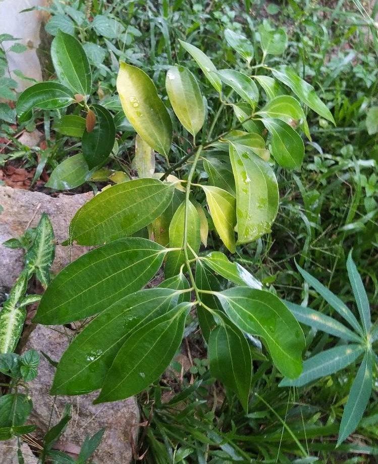 seedling