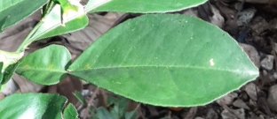 seedling