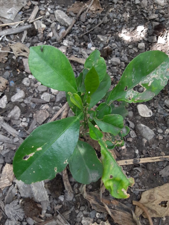 seedling