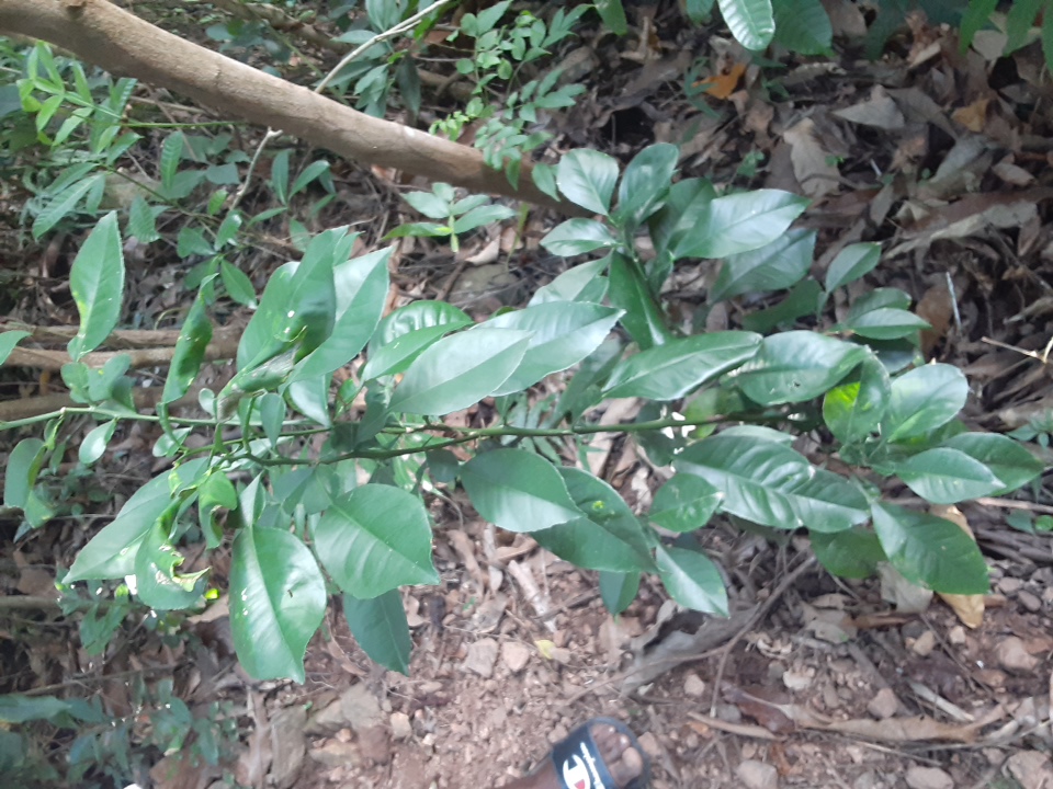 seedling