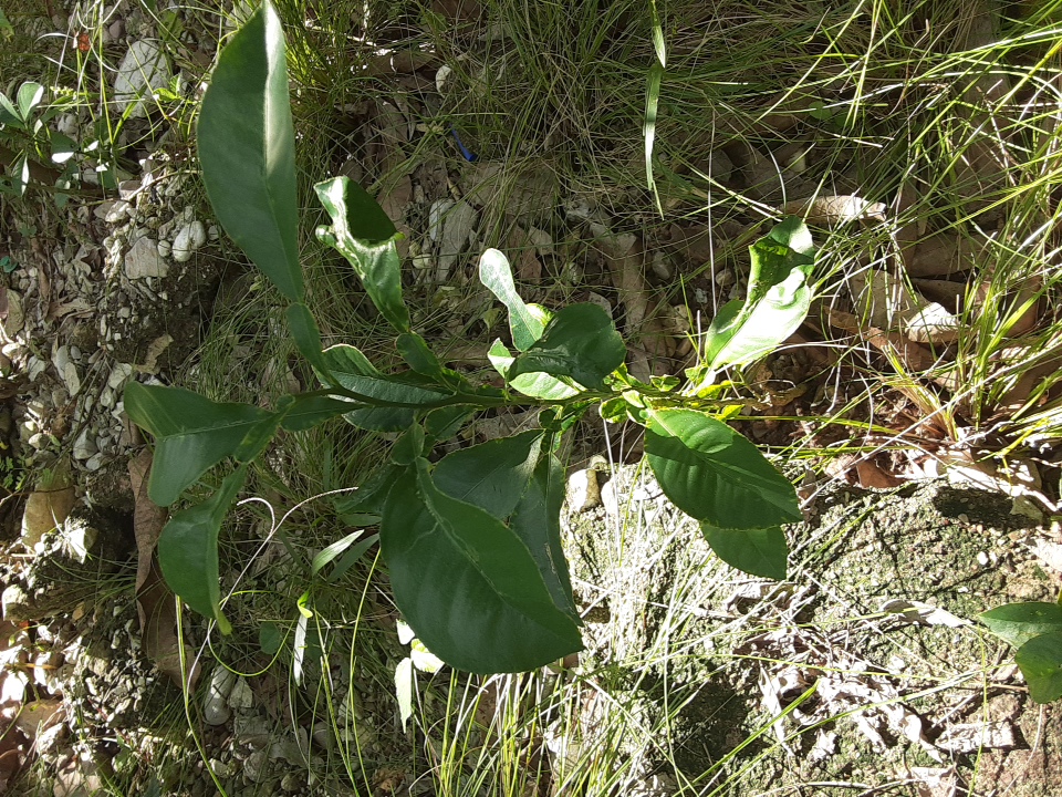 seedling