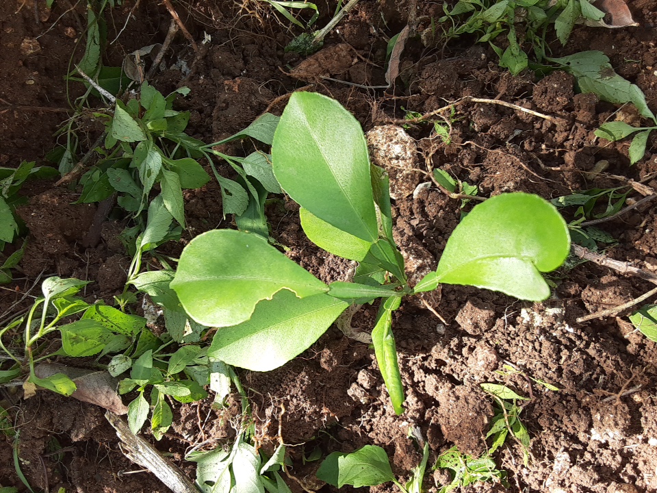 seedling