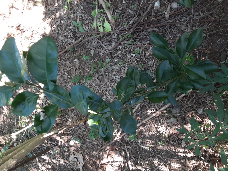 seedling
