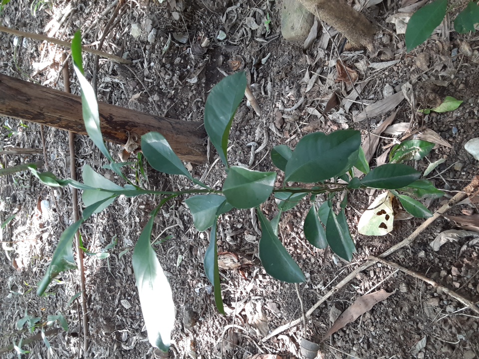 seedling