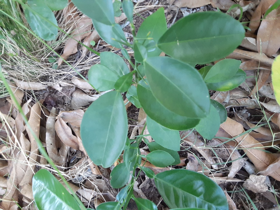 seedling
