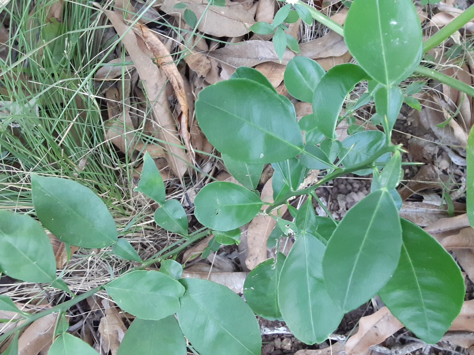 seedling