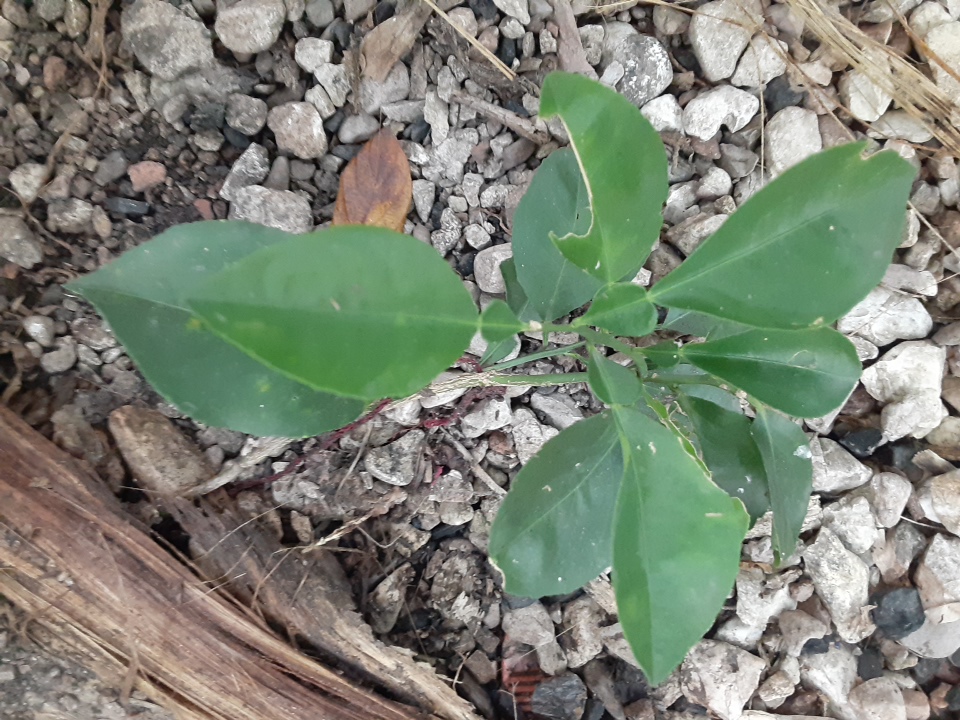 seedling