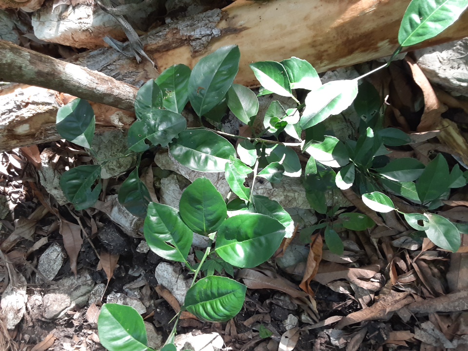 seedling