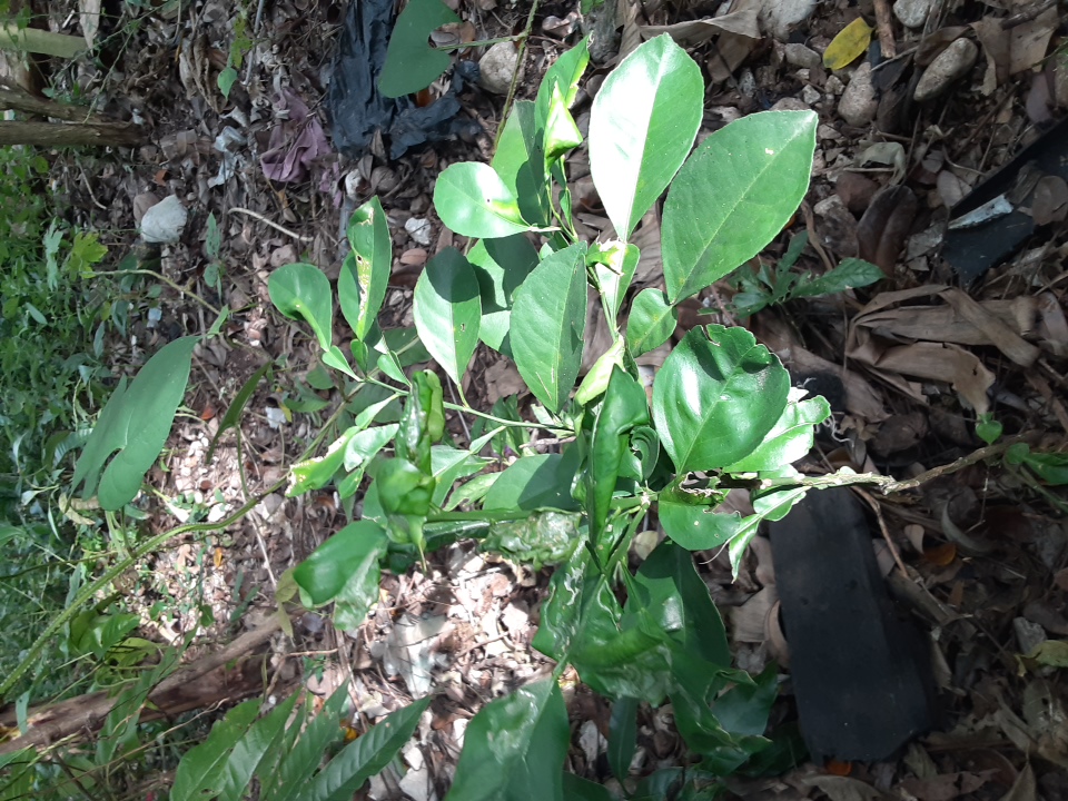 seedling