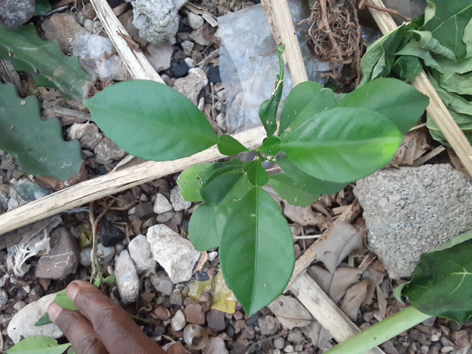 seedling