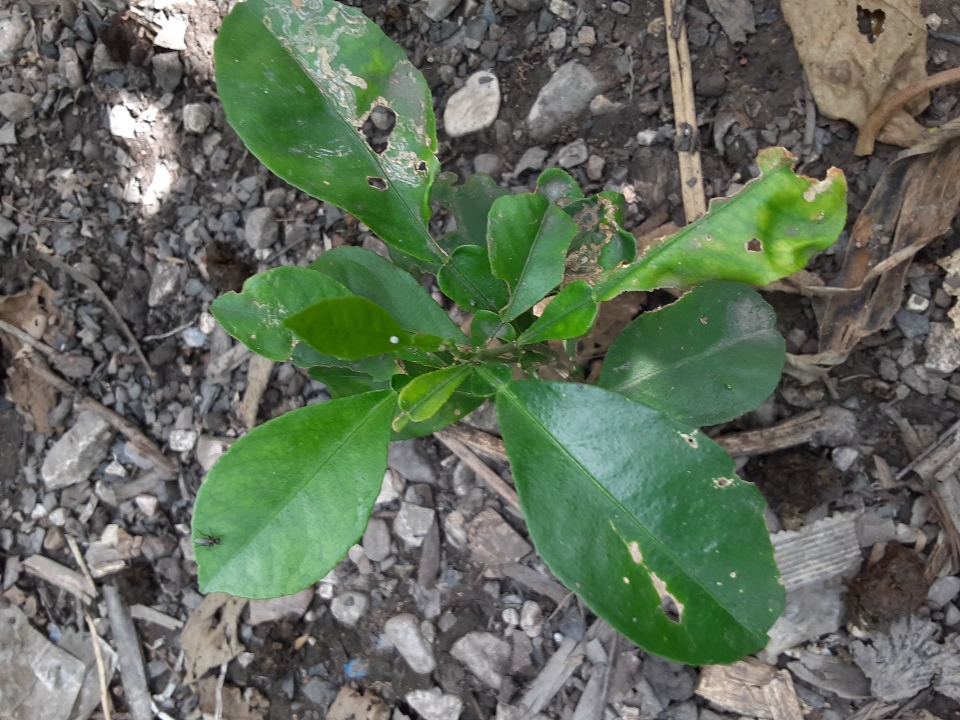 seedling