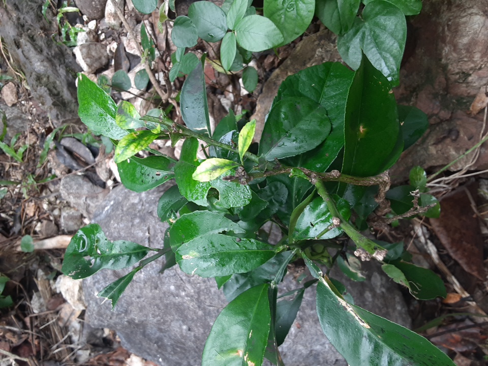 seedling