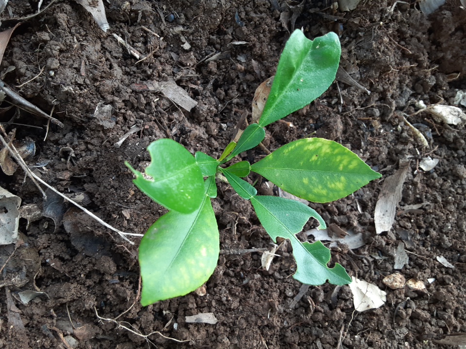 seedling