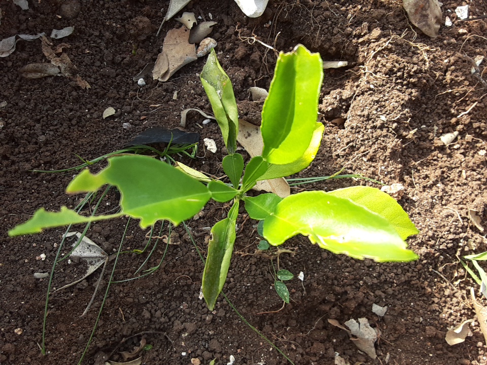 seedling