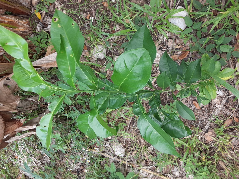 seedling