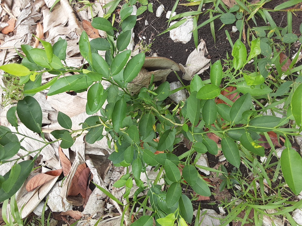 seedling