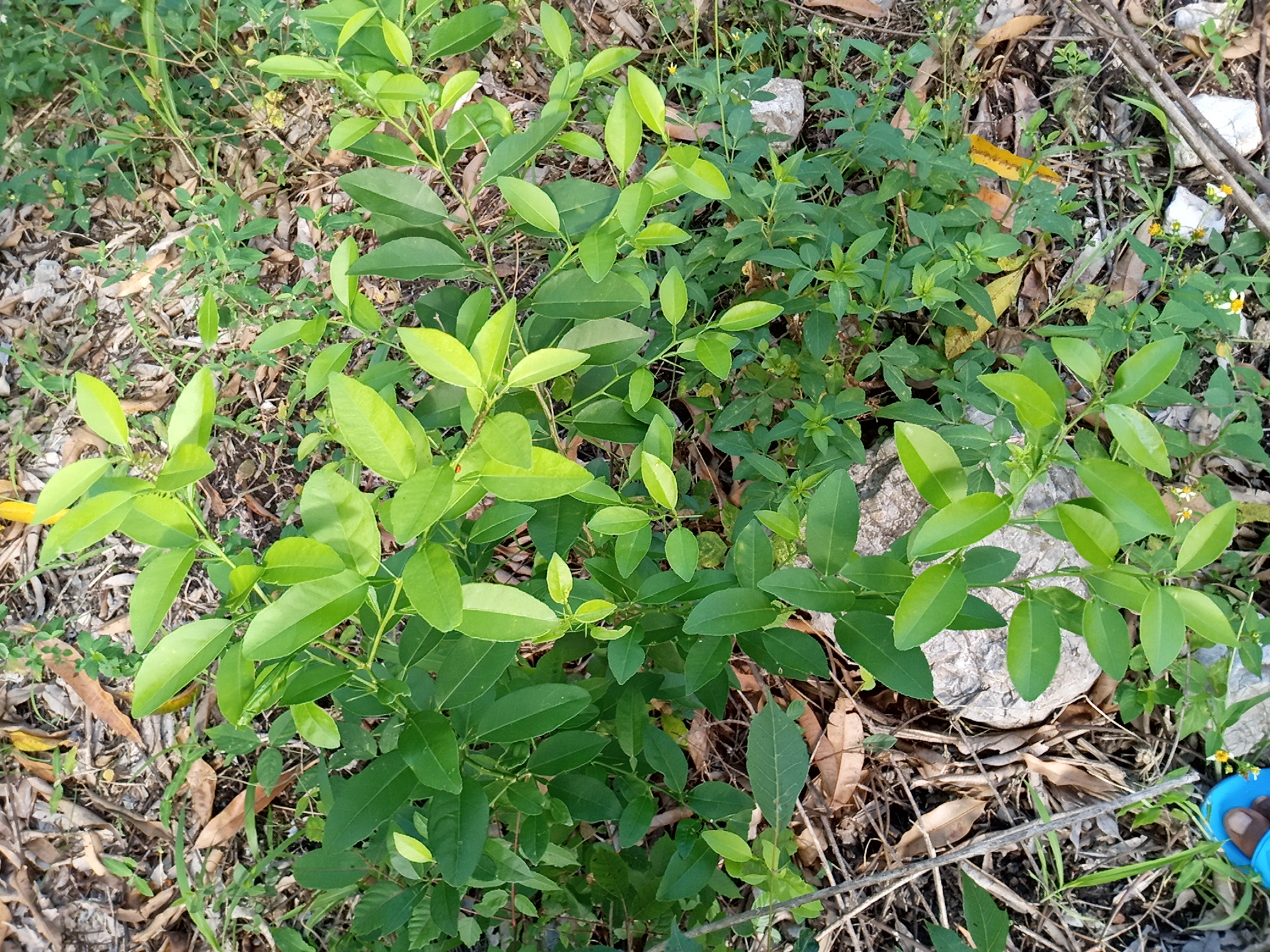 seedling
