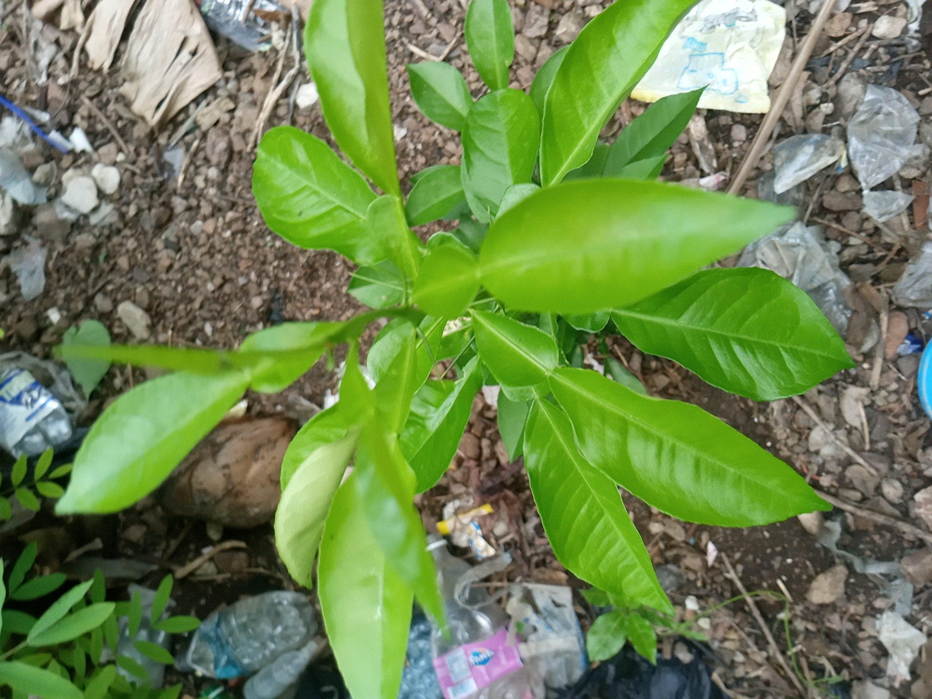seedling