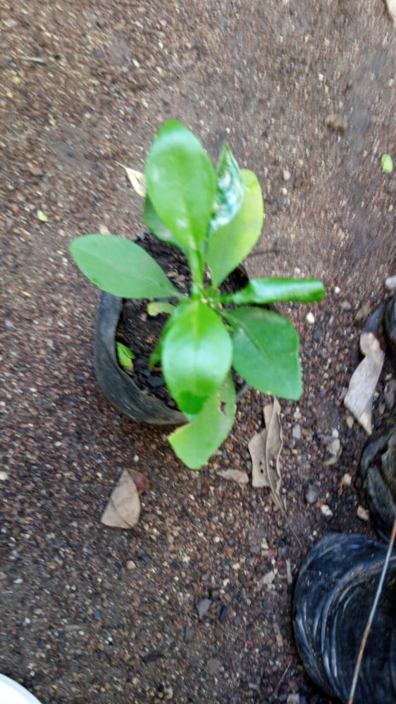 seedling