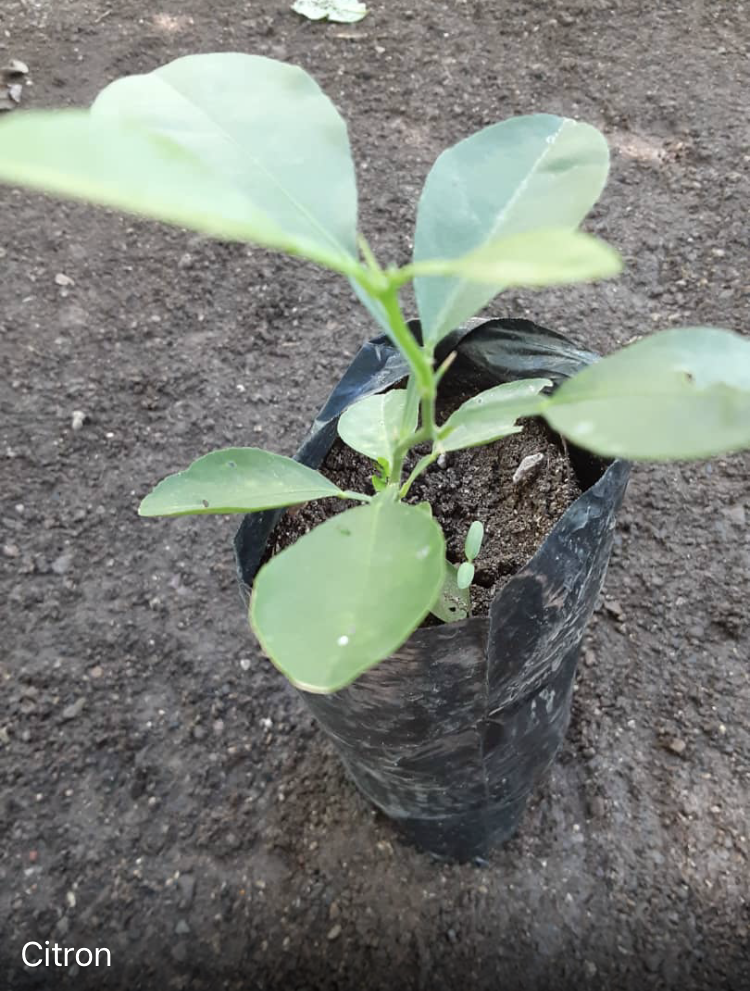 seedling