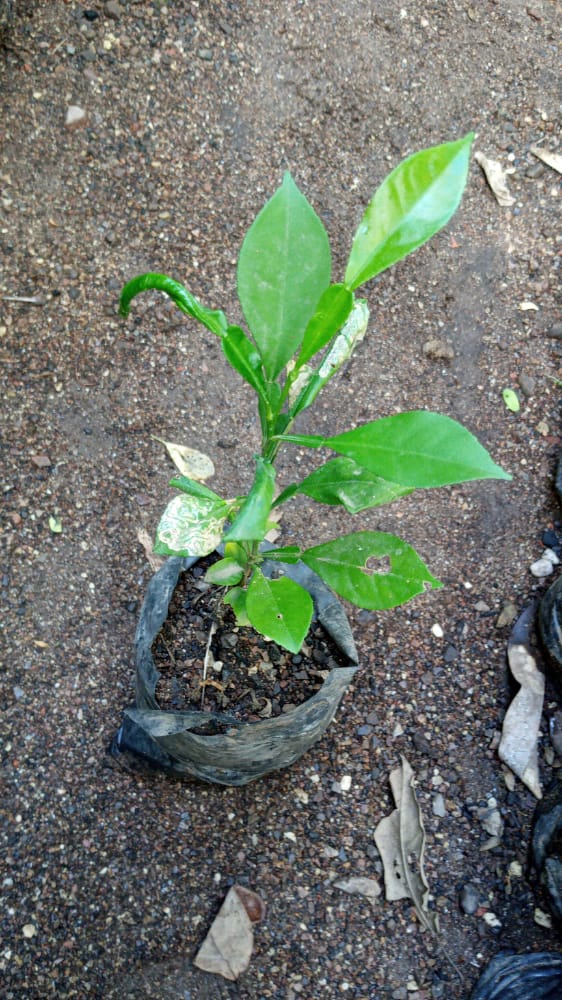 seedling