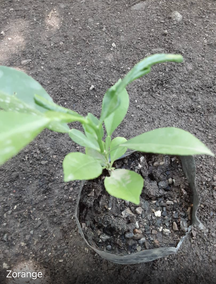 seedling