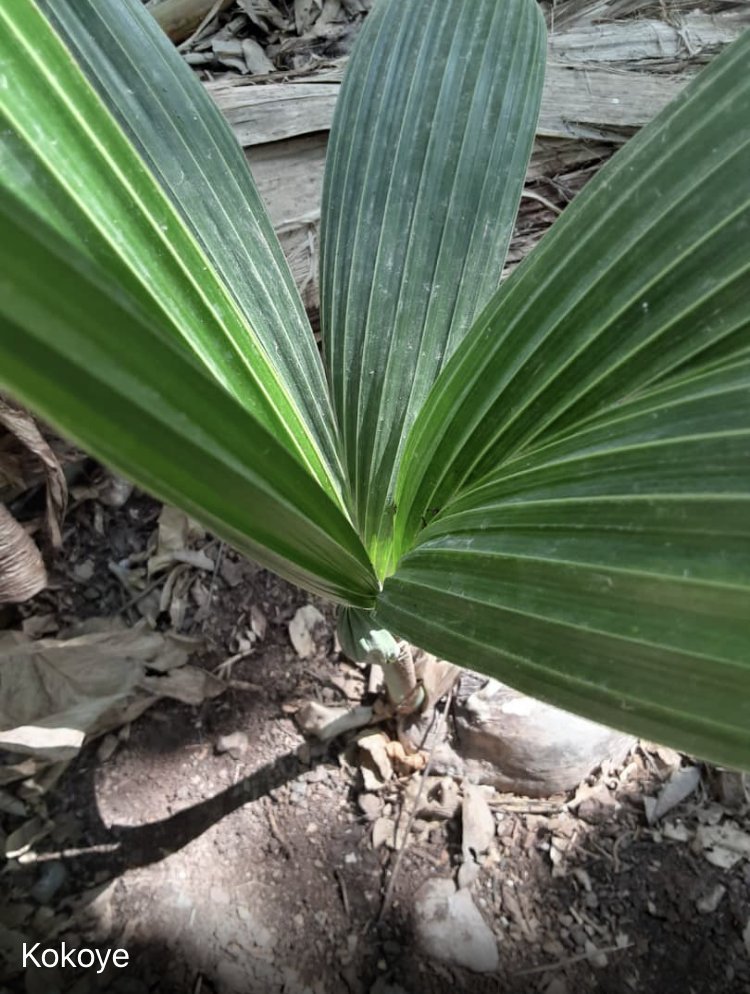 seedling