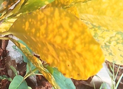 seedling