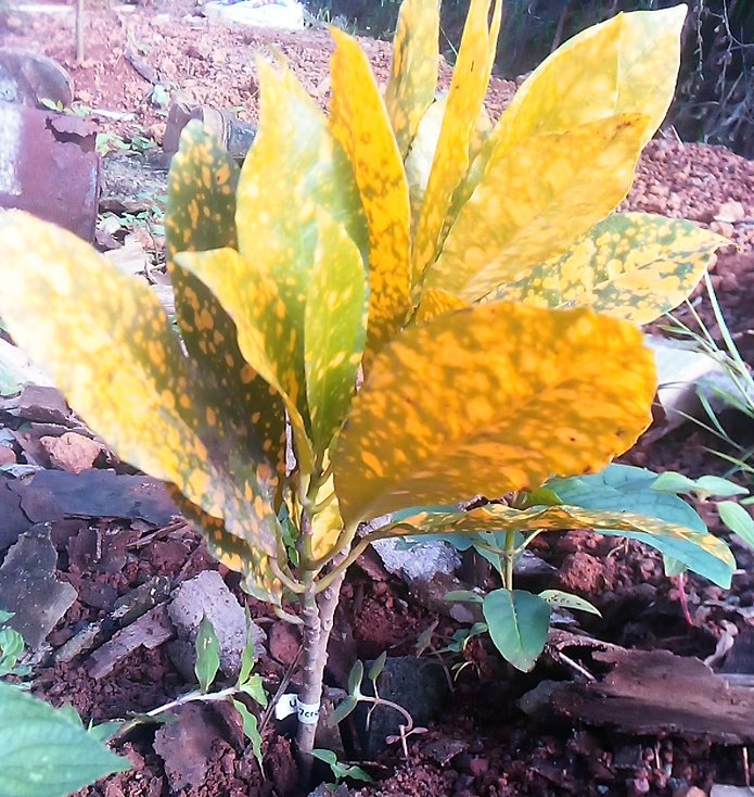 seedling