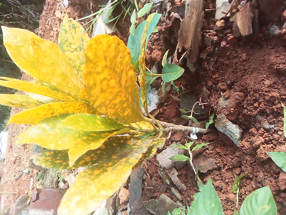 seedling