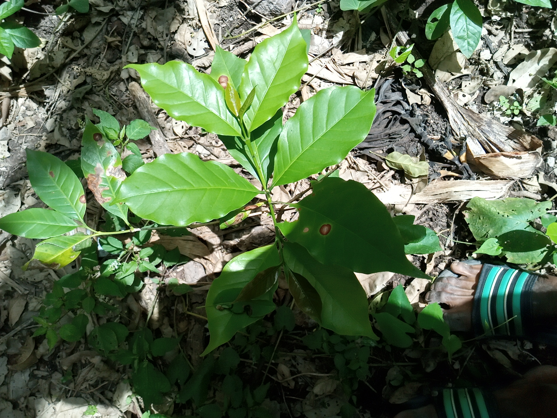 seedling