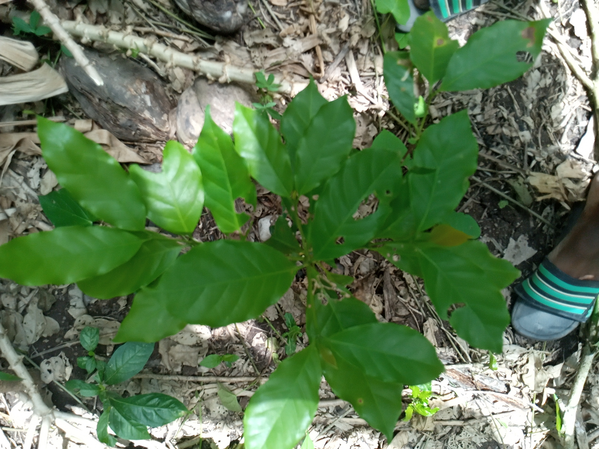 seedling