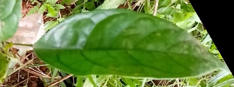 seedling