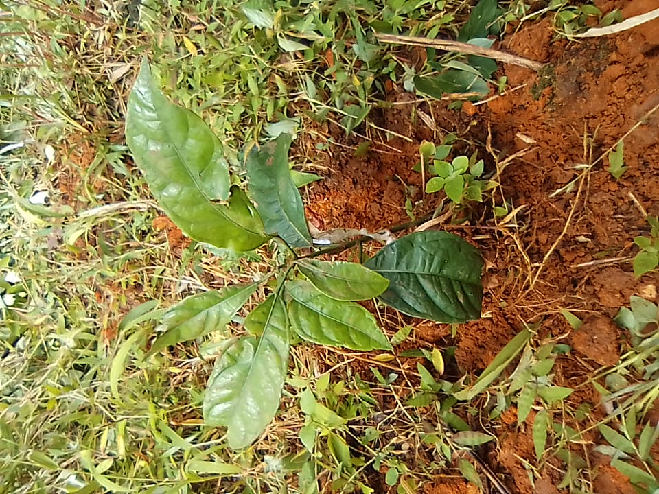seedling