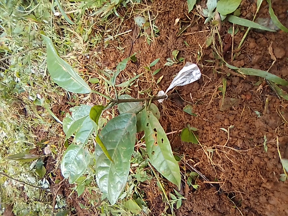 seedling