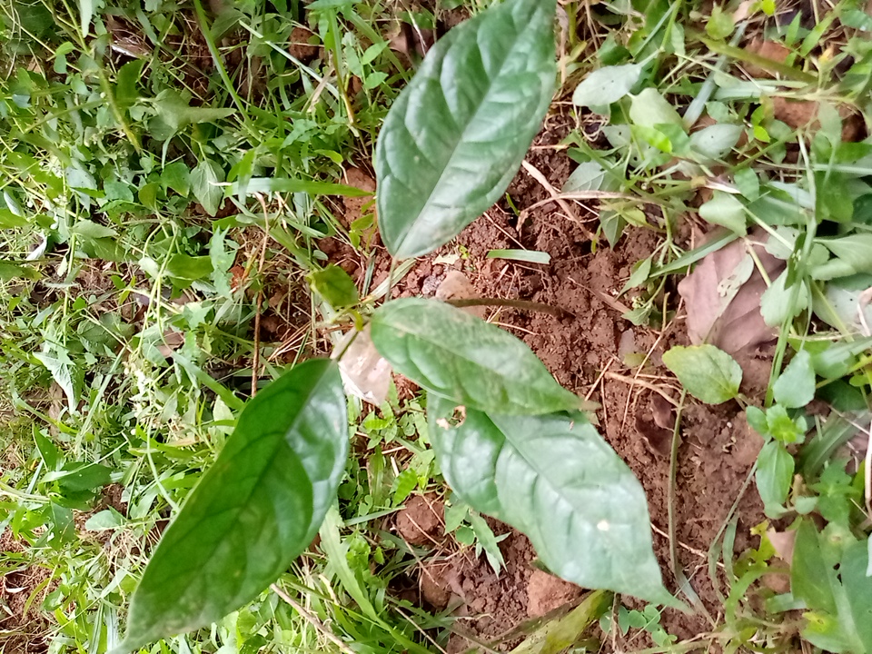 seedling