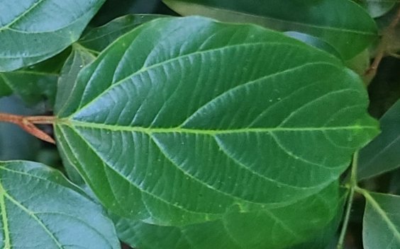 seedling