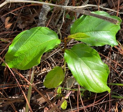 seedling