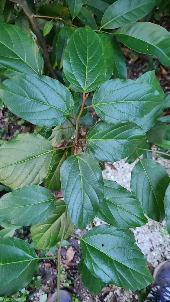 seedling
