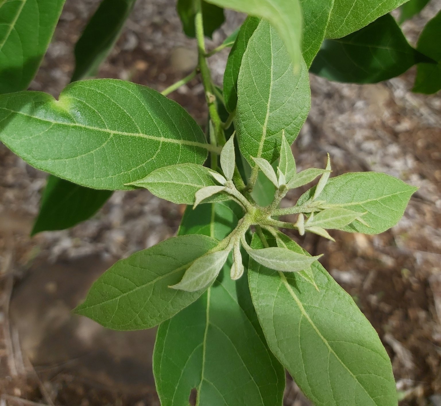 seedling
