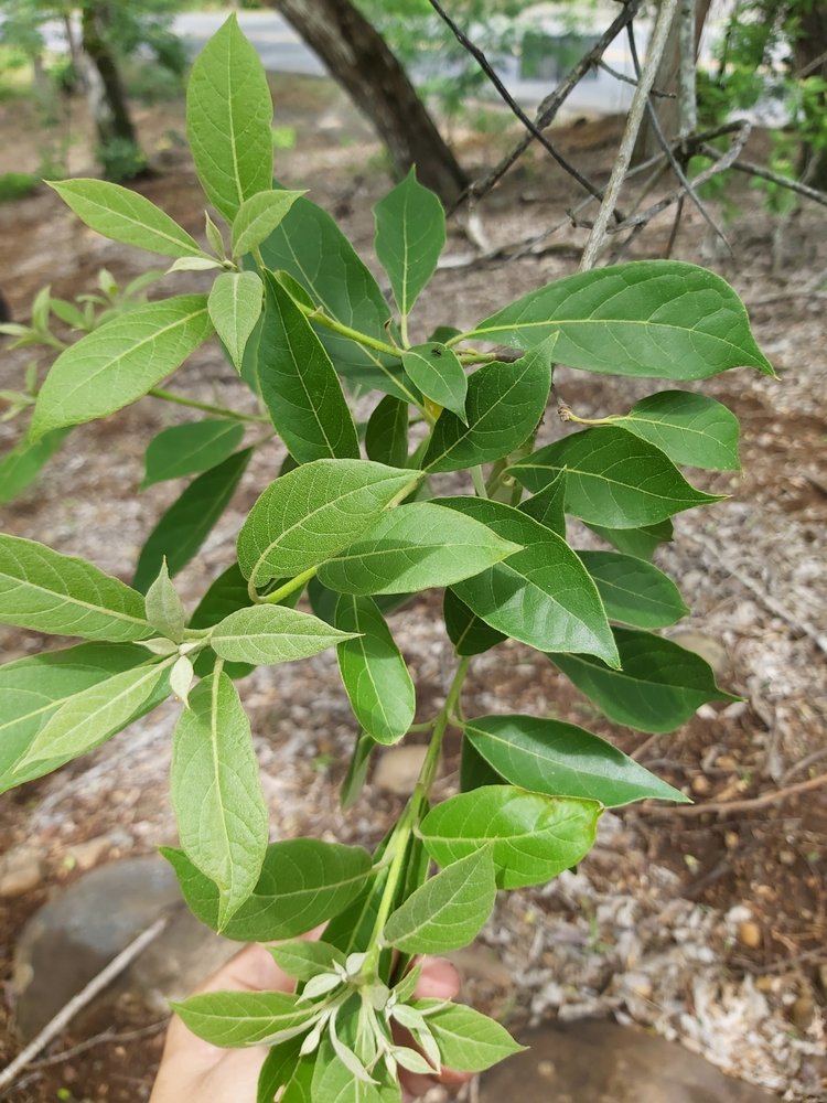 seedling