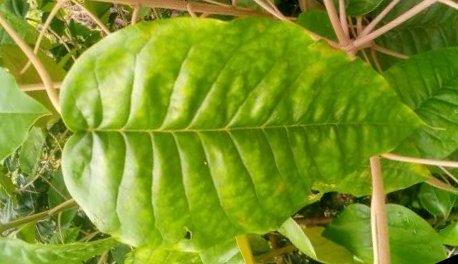 seedling