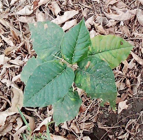 seedling